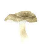 second mushroom blended with coloured pencils